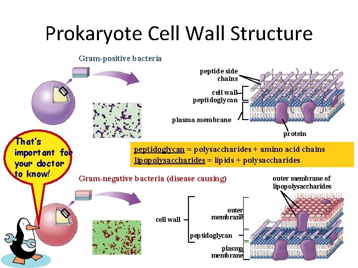 Prokaryote Cell Wall Structure Gram-positive bacteria peptide side chains cell wall peptidoglycan plasma membrane