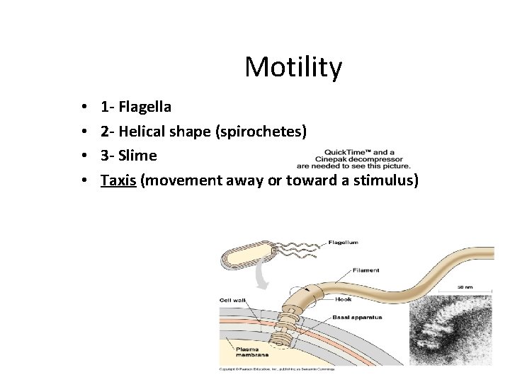 Motility • • 1 - Flagella 2 - Helical shape (spirochetes) 3 - Slime