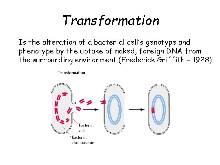 Transformation Is the alteration of a bacterial cell’s genotype and phenotype by the uptake