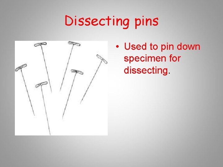 Dissecting pins • Used to pin down specimen for dissecting. 