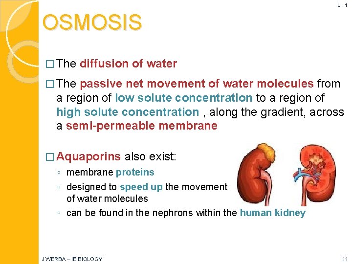 U. 1 OSMOSIS � The diffusion of water � The passive net movement of