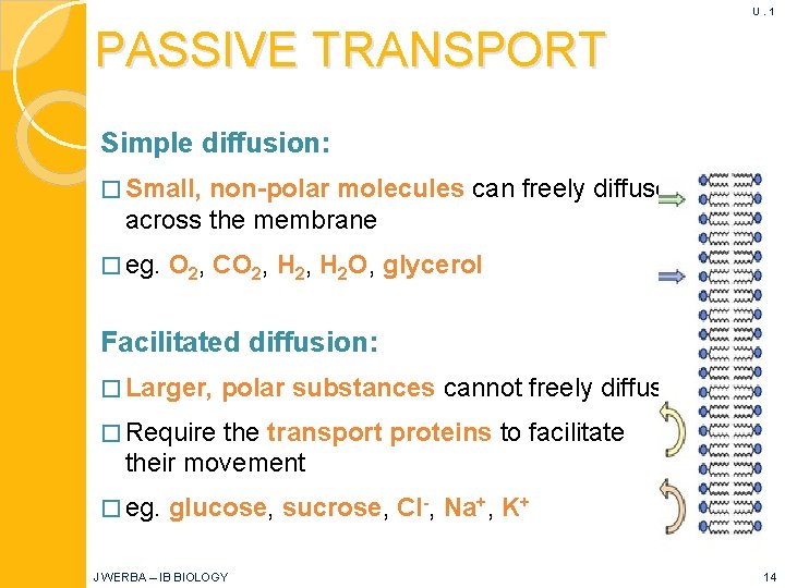 U. 1 PASSIVE TRANSPORT Simple diffusion: � Small, non-polar molecules can freely diffuse across