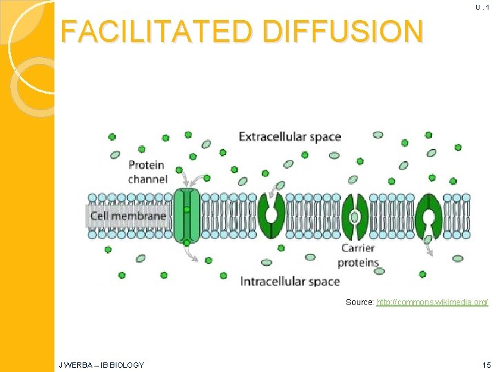 U. 1 FACILITATED DIFFUSION Source: http: //commons. wikimedia. org/ J WERBA – IB BIOLOGY