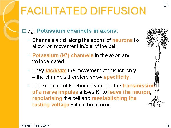 FACILITATED DIFFUSION � eg. U. 1 A. 1 Potassium channels in axons: ◦ Channels
