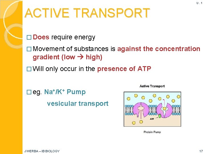 U. 1 ACTIVE TRANSPORT � Does require energy � Movement of substances is against