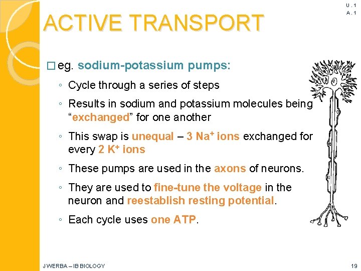 ACTIVE TRANSPORT � eg. U. 1 A. 1 sodium-potassium pumps: ◦ Cycle through a