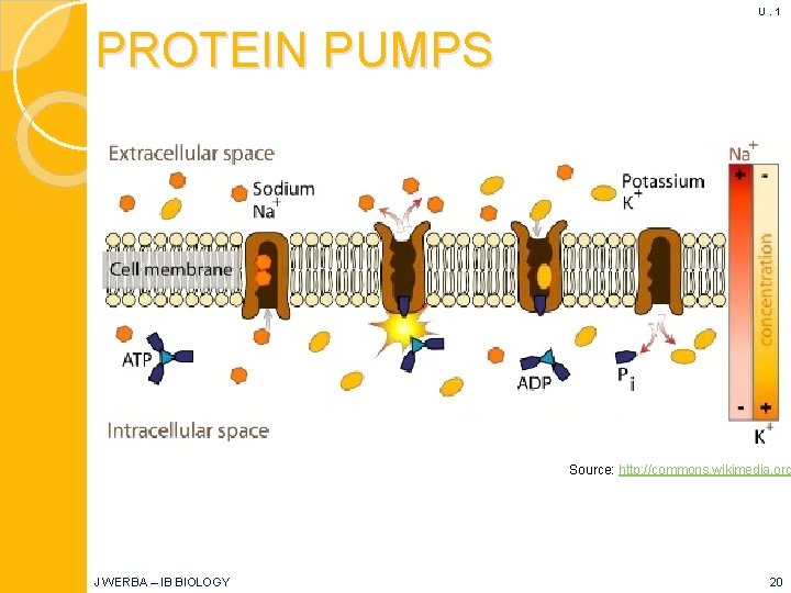 U. 1 PROTEIN PUMPS Source: http: //commons. wikimedia. org J WERBA – IB BIOLOGY