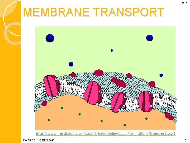 U. 1 MEMBRANE TRANSPORT http: //www. northland. cc. mn. us/biology/biol ogy 1111/animations/transport 1. swf