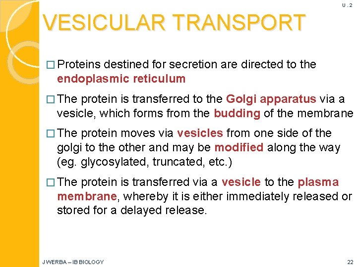 U. 2 VESICULAR TRANSPORT � Proteins destined for secretion are directed to the endoplasmic