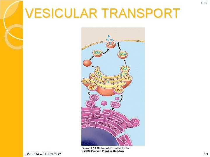 U. 2 VESICULAR TRANSPORT J WERBA – IB BIOLOGY 23 