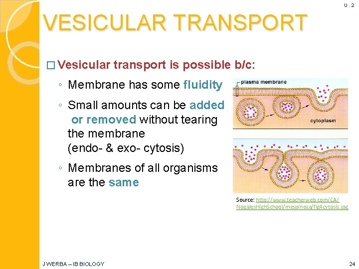U. 2 VESICULAR TRANSPORT � Vesicular transport is possible b/c: ◦ Membrane has some