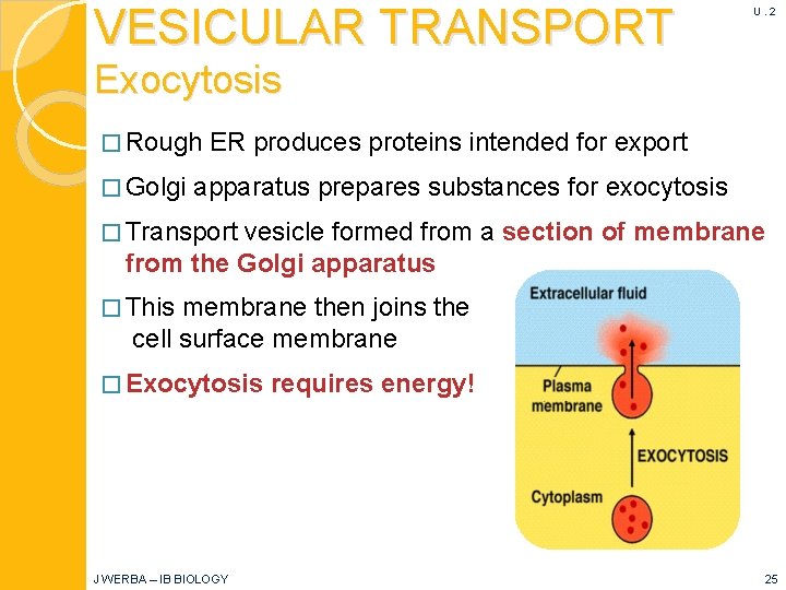 VESICULAR TRANSPORT U. 2 Exocytosis � Rough � Golgi ER produces proteins intended for