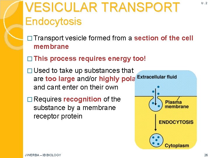 VESICULAR TRANSPORT U. 2 Endocytosis � Transport vesicle formed from a section of the