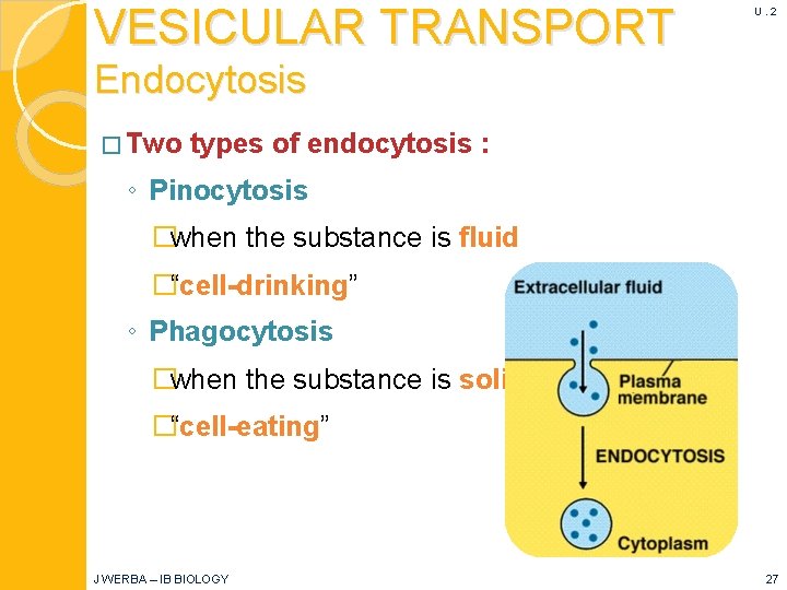 VESICULAR TRANSPORT U. 2 Endocytosis � Two types of endocytosis : ◦ Pinocytosis �when
