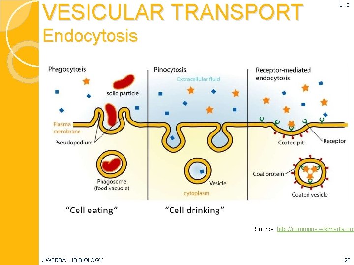 VESICULAR TRANSPORT U. 2 Endocytosis Source: http: //commons. wikimedia. org J WERBA – IB