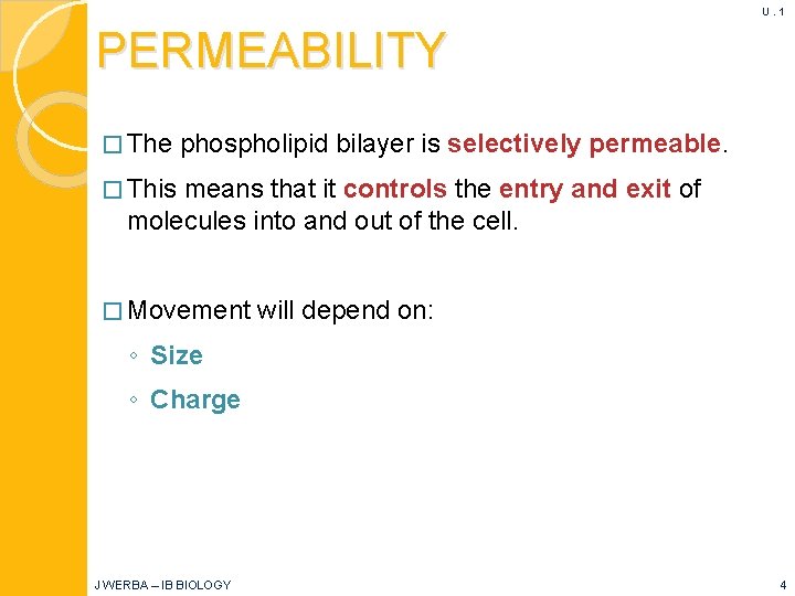 U. 1 PERMEABILITY � The phospholipid bilayer is selectively permeable. � This means that