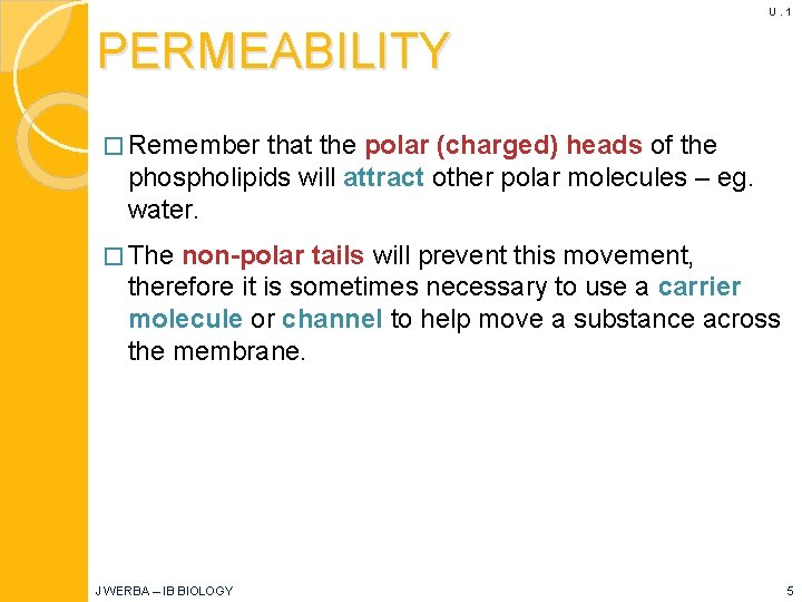 U. 1 PERMEABILITY � Remember that the polar (charged) heads of the phospholipids will