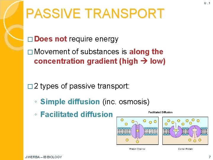 U. 1 PASSIVE TRANSPORT � Does not require energy � Movement of substances is