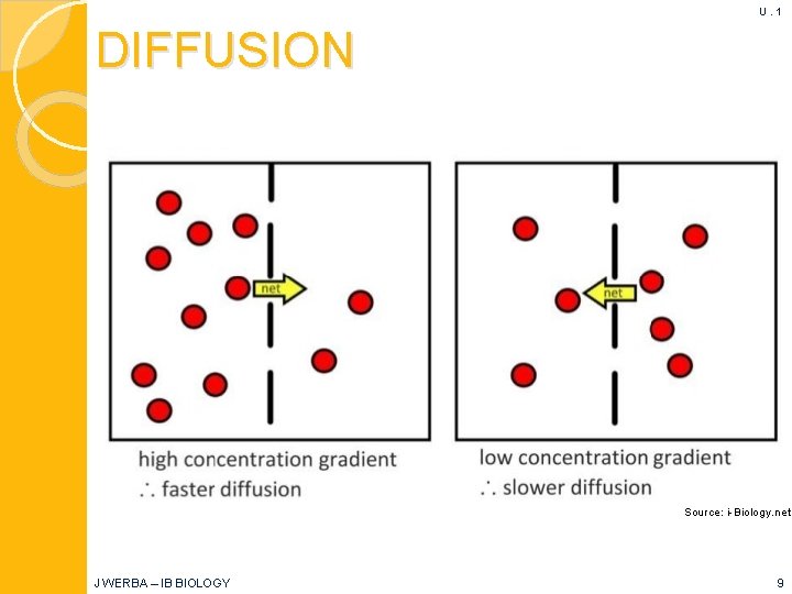 U. 1 DIFFUSION Source: i-Biology. net J WERBA – IB BIOLOGY 9 