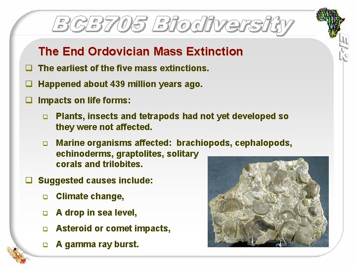 The End Ordovician Mass Extinction q The earliest of the five mass extinctions. q