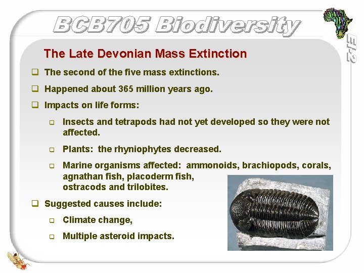 The Late Devonian Mass Extinction q The second of the five mass extinctions. q