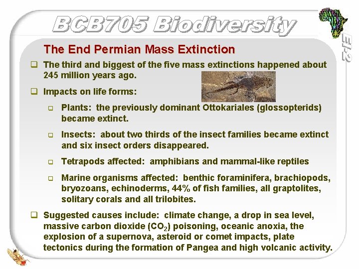 The End Permian Mass Extinction q The third and biggest of the five mass