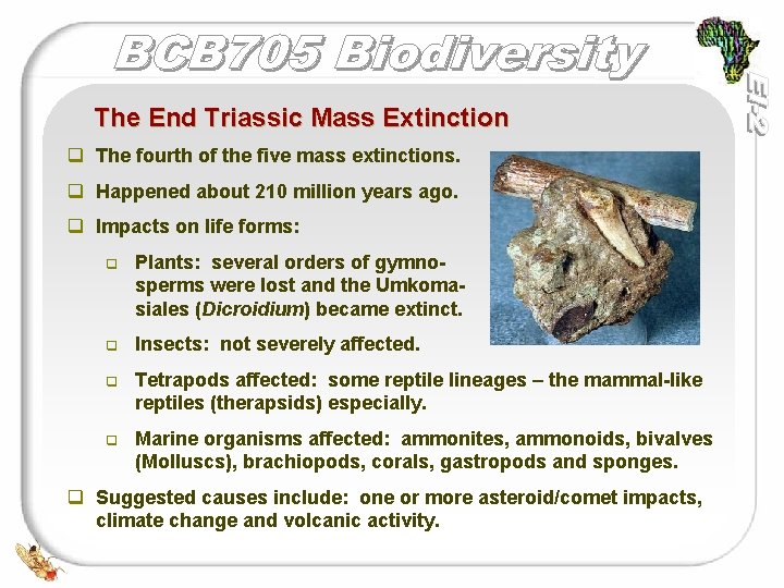 The End Triassic Mass Extinction q The fourth of the five mass extinctions. q