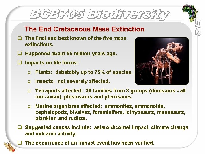 The End Cretaceous Mass Extinction q The final and best known of the five