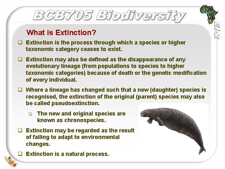 What is Extinction? q Extinction is the process through which a species or higher