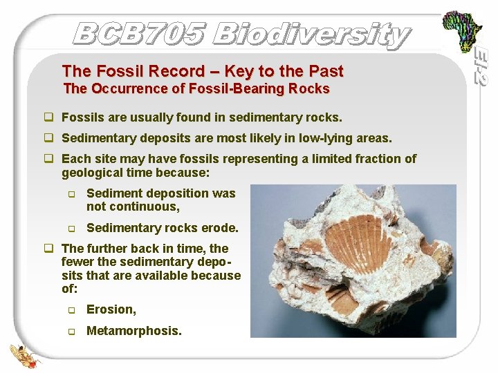The Fossil Record – Key to the Past The Occurrence of Fossil-Bearing Rocks q