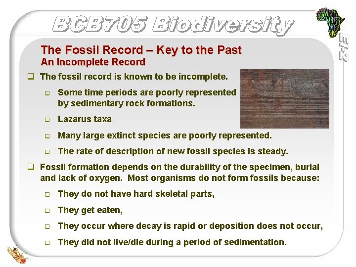 The Fossil Record – Key to the Past An Incomplete Record q The fossil