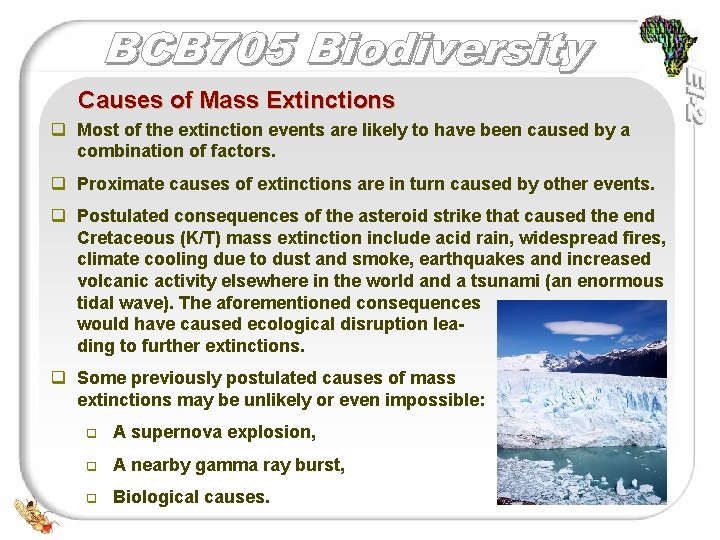 Causes of Mass Extinctions q Most of the extinction events are likely to have
