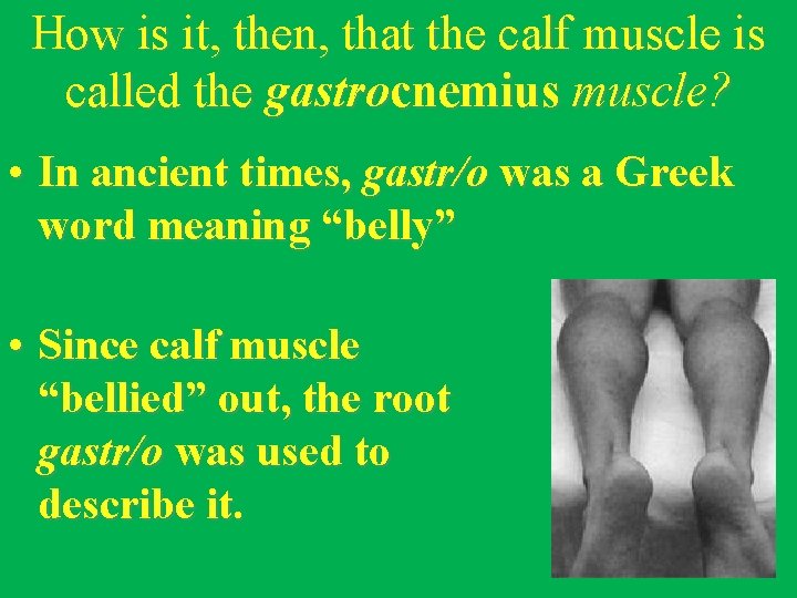 How is it, then, that the calf muscle is called the gastrocnemius muscle? •