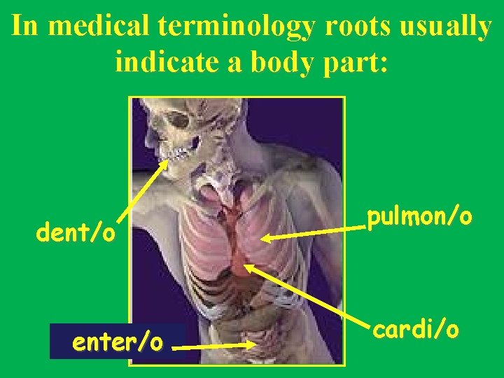 In medical terminology roots usually indicate a body part: dent/o enter/o pulmon/o cardi/o 