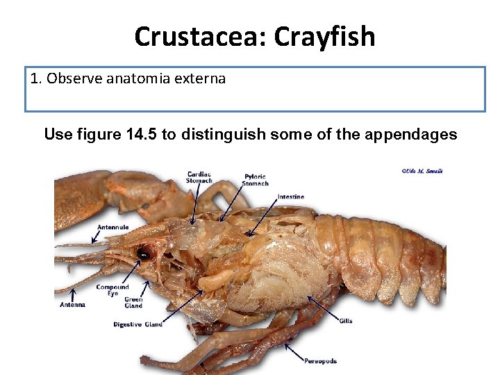 Crustacea: Crayfish 1. Observe anatomia externa Use figure 14. 5 to distinguish some of