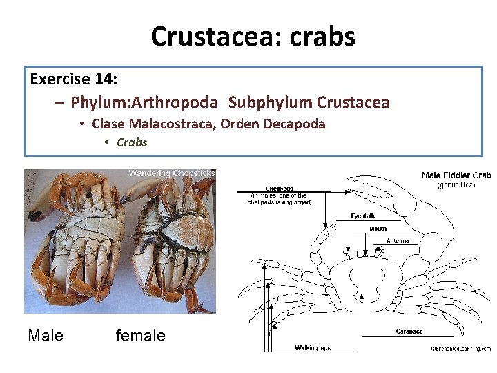 Crustacea: crabs Exercise 14: – Phylum: Arthropoda Subphylum Crustacea • Clase Malacostraca, Orden Decapoda