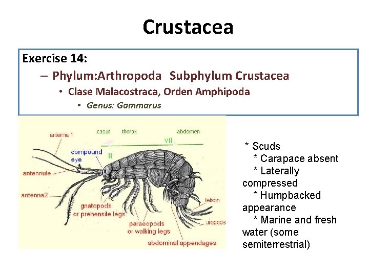 Crustacea 1. Diseccion: Exercise 14: observe la anatomia interna, recuerde que su diseccion es
