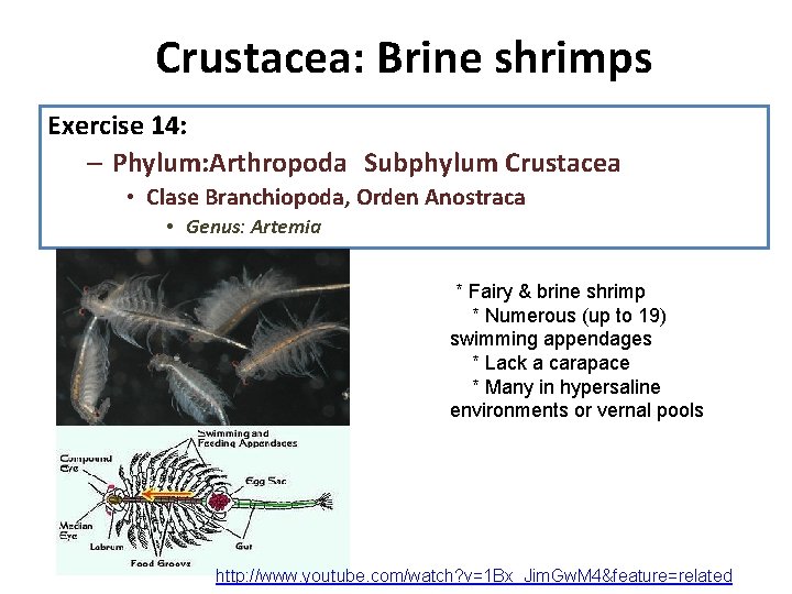 Crustacea: Brine shrimps 1. Diseccion: Exercise 14: observe la anatomia interna, recuerde que su