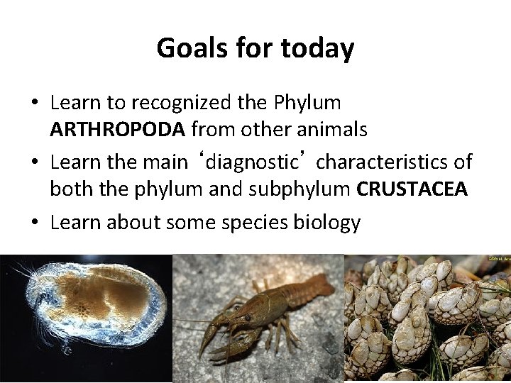 Goals for today • Learn to recognized the Phylum ARTHROPODA from other animals •