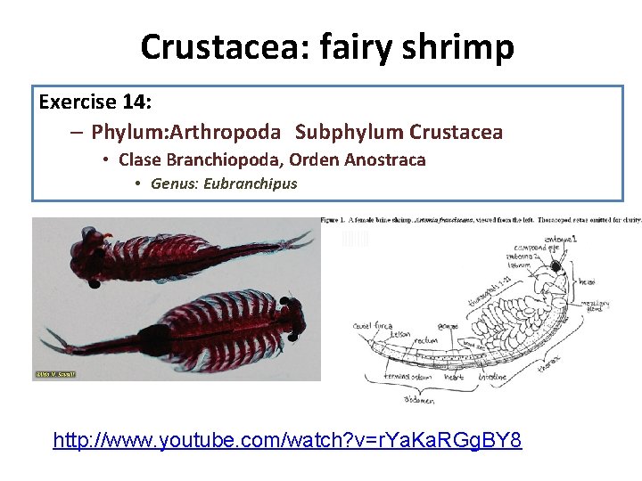 Crustacea: fairy shrimp 1. Diseccion: Exercise 14: observe la anatomia interna, recuerde que su