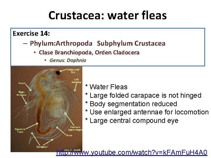 Crustacea: water fleas 1. Diseccion: Exercise 14: observe la anatomia interna, recuerde que su