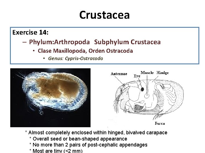 Crustacea 1. Diseccion: Exercise 14: observe la anatomia interna, recuerde que su diseccion es