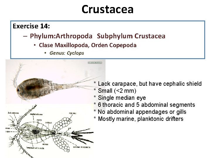 Crustacea Exercise 14: 1. Diseccion: observe la anatomia interna, recuerde que su – Phylum: