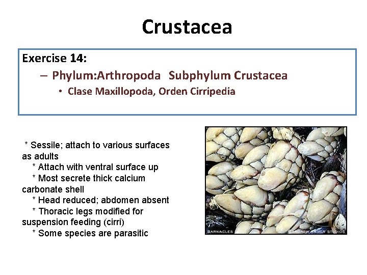 Crustacea 1. Diseccion: Exercise 14: observe la anatomia interna, recuerde que su diseccion es