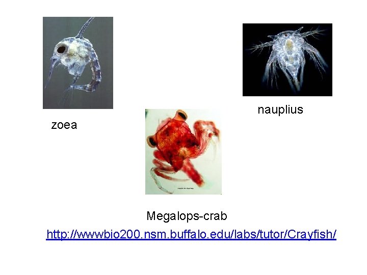 nauplius zoea Megalops-crab http: //wwwbio 200. nsm. buffalo. edu/labs/tutor/Crayfish/ 