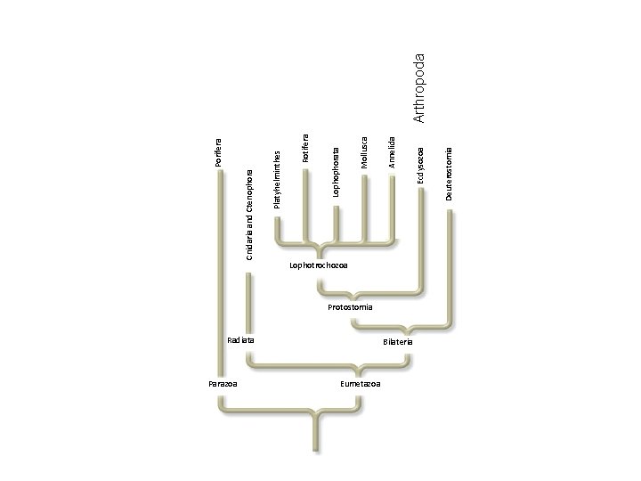 Parazoa Porifera Radiata Eumetazoa Protostomia Bilateria Deuterostomia Ecdysozoa Annelida Mollusca Lophophorata Rotifera Platyhelminthes Cnidaria