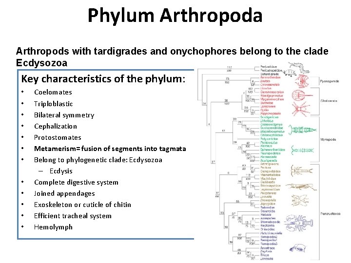 Phylum Arthropoda Arthropods with tardigrades and onychophores belong to the clade Ecdysozoa Key characteristics