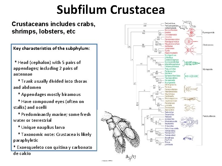 Subfilum Crustaceans includes crabs, shrimps, lobsters, etc Key characteristics of the subphylum: * Head