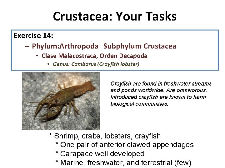 Crustacea: Your Tasks Exercise 14: – Phylum: Arthropoda Subphylum Crustacea • Clase Malacostraca, Orden