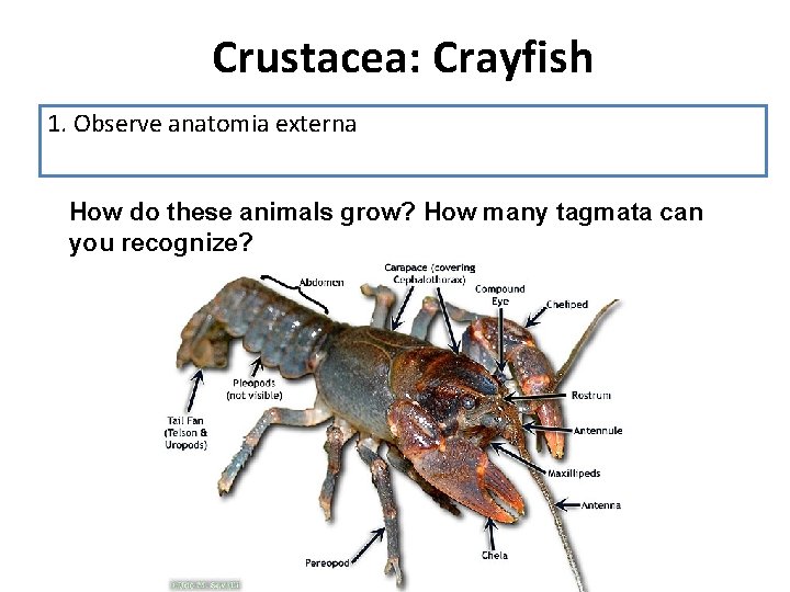 Crustacea: Crayfish 1. Observe anatomia externa How do these animals grow? How many tagmata